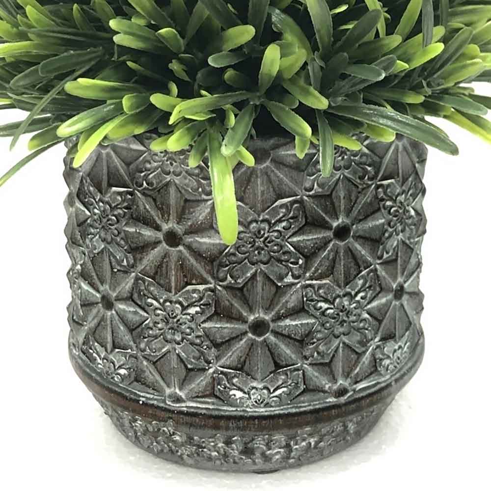 MC2295 Topiary Podocarpus