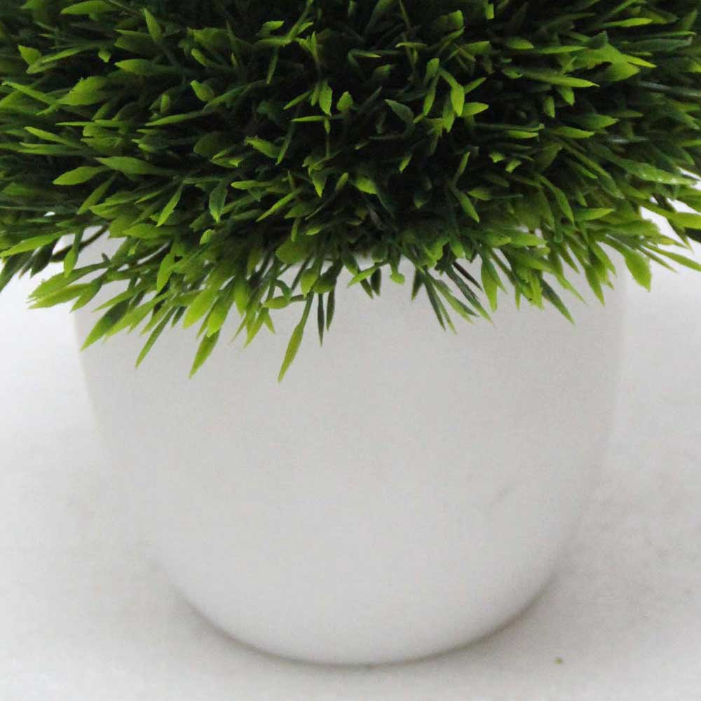 MC2549 Topiary Grass