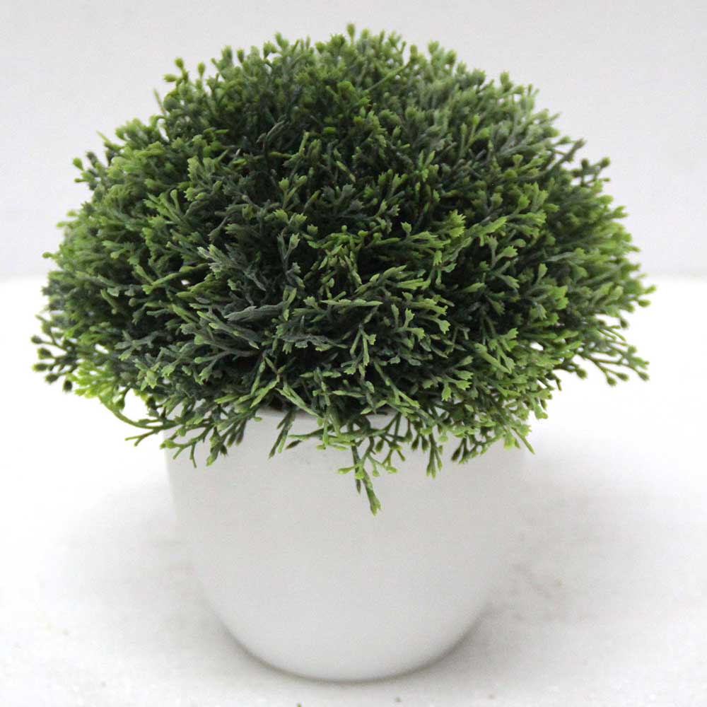 MC2572 Topiary Grass