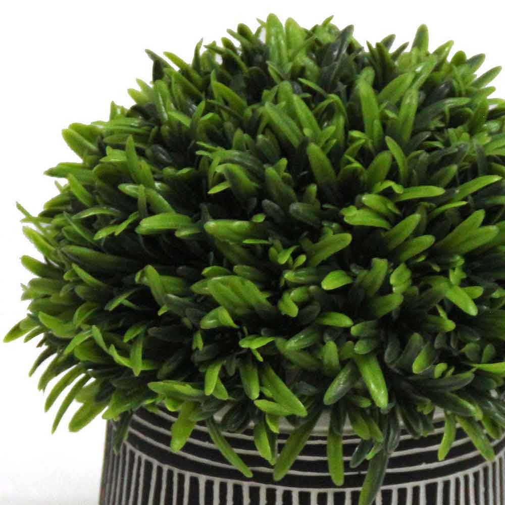 MC2797 Topiary Podocarpus