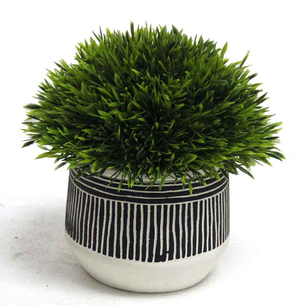 MC2798 Topiary Grass