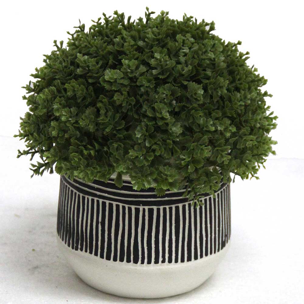 MC2799 Topiary Grass