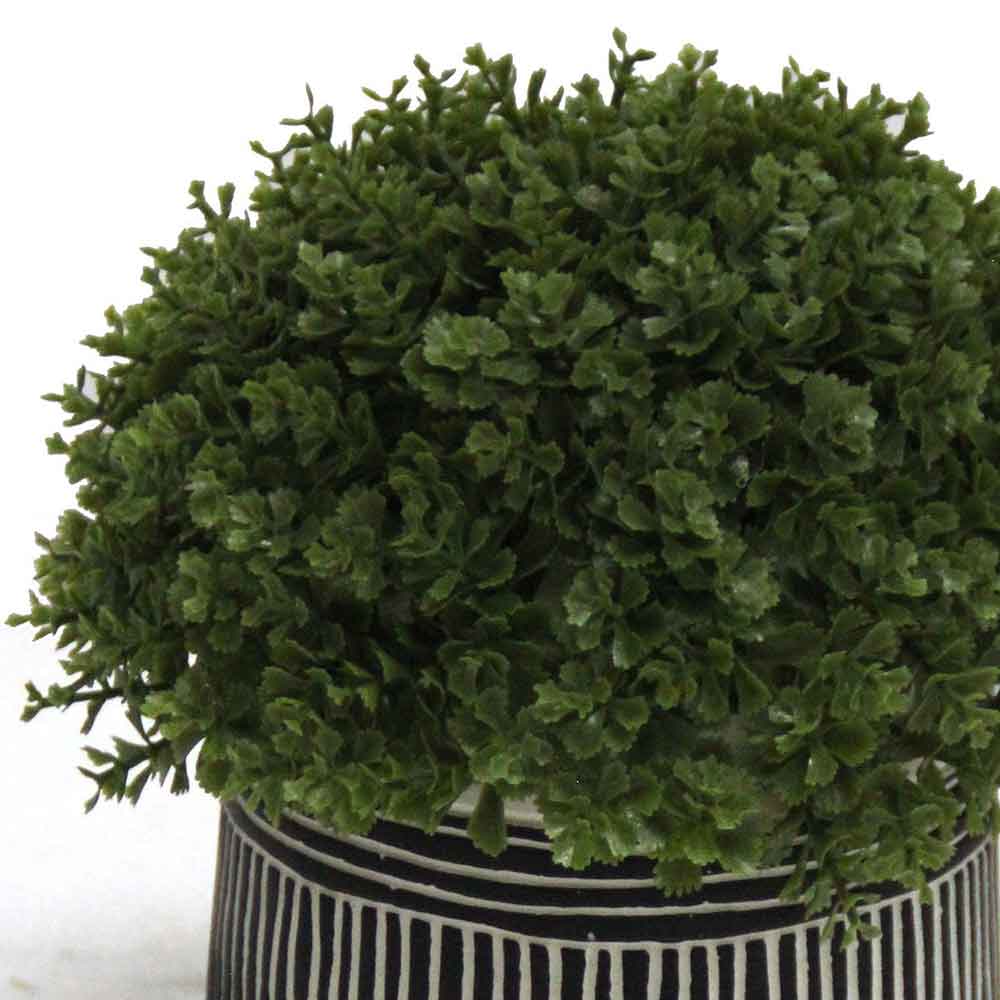 MC2799 Topiary Grass