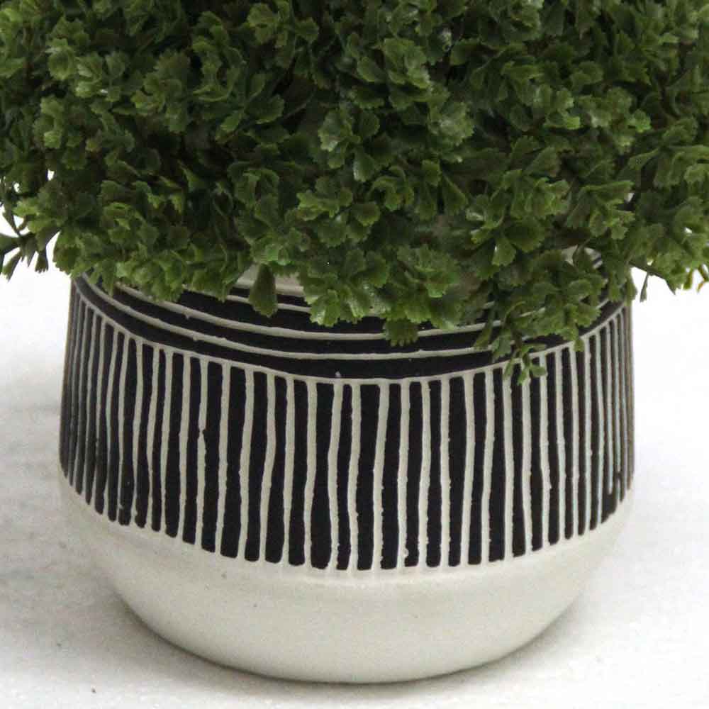 MC2799 Topiary Grass