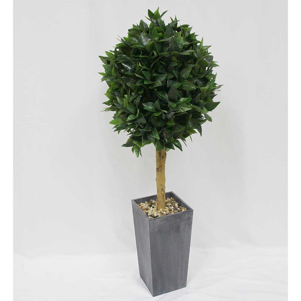 MC2903 Topiary Laurel