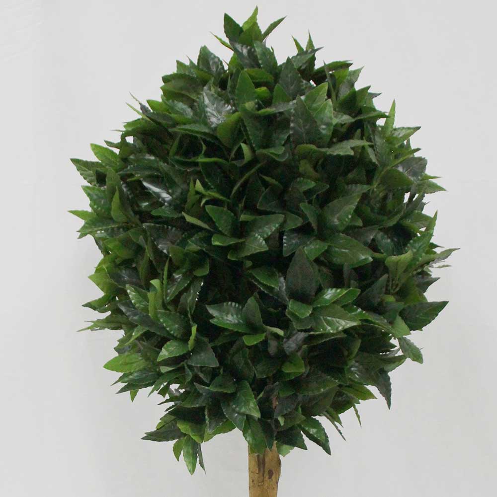 MC2903 Topiary Laurel