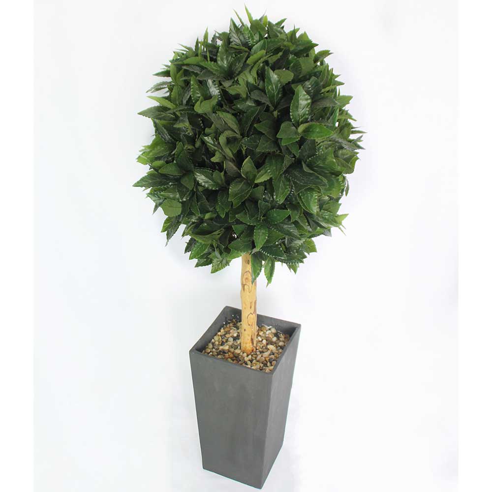 MC2913 Topiary Laurel