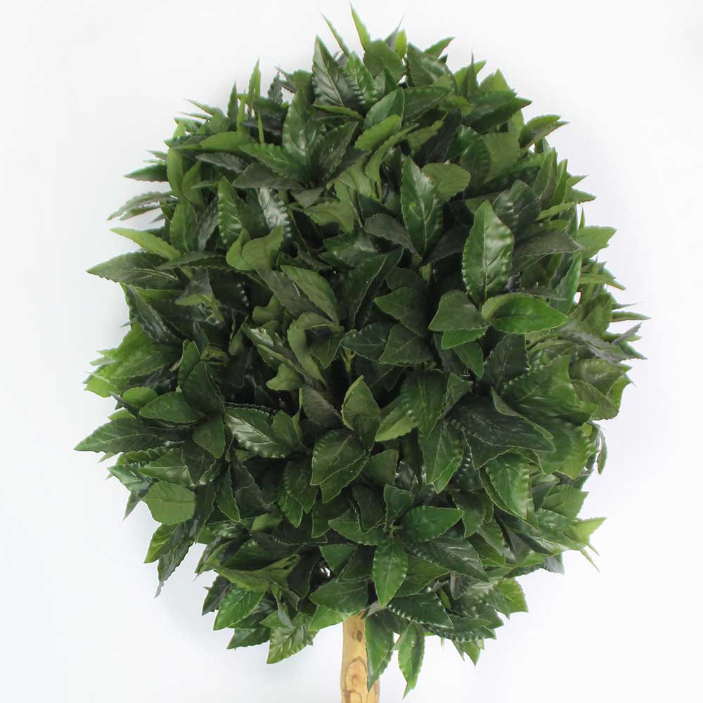 MC2913 Topiary Laurel