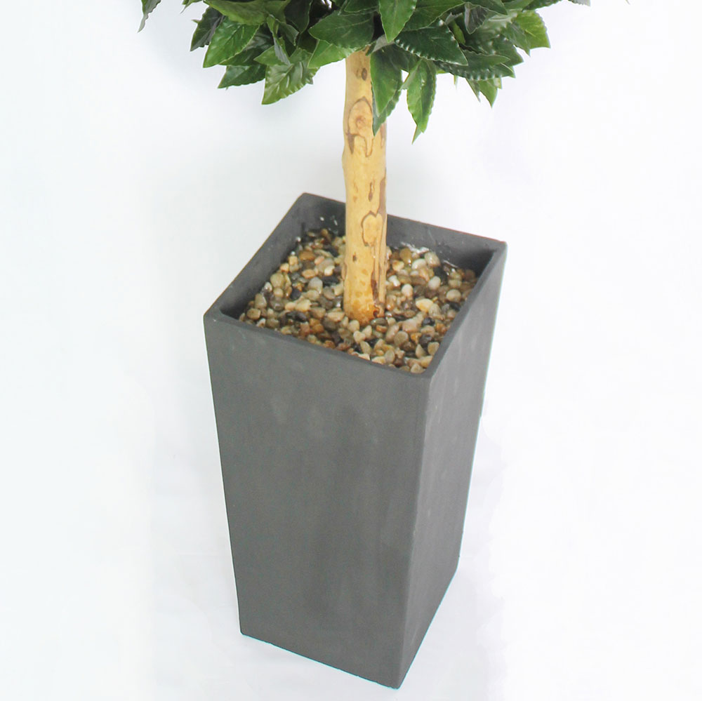 MC2913 Topiary Laurel