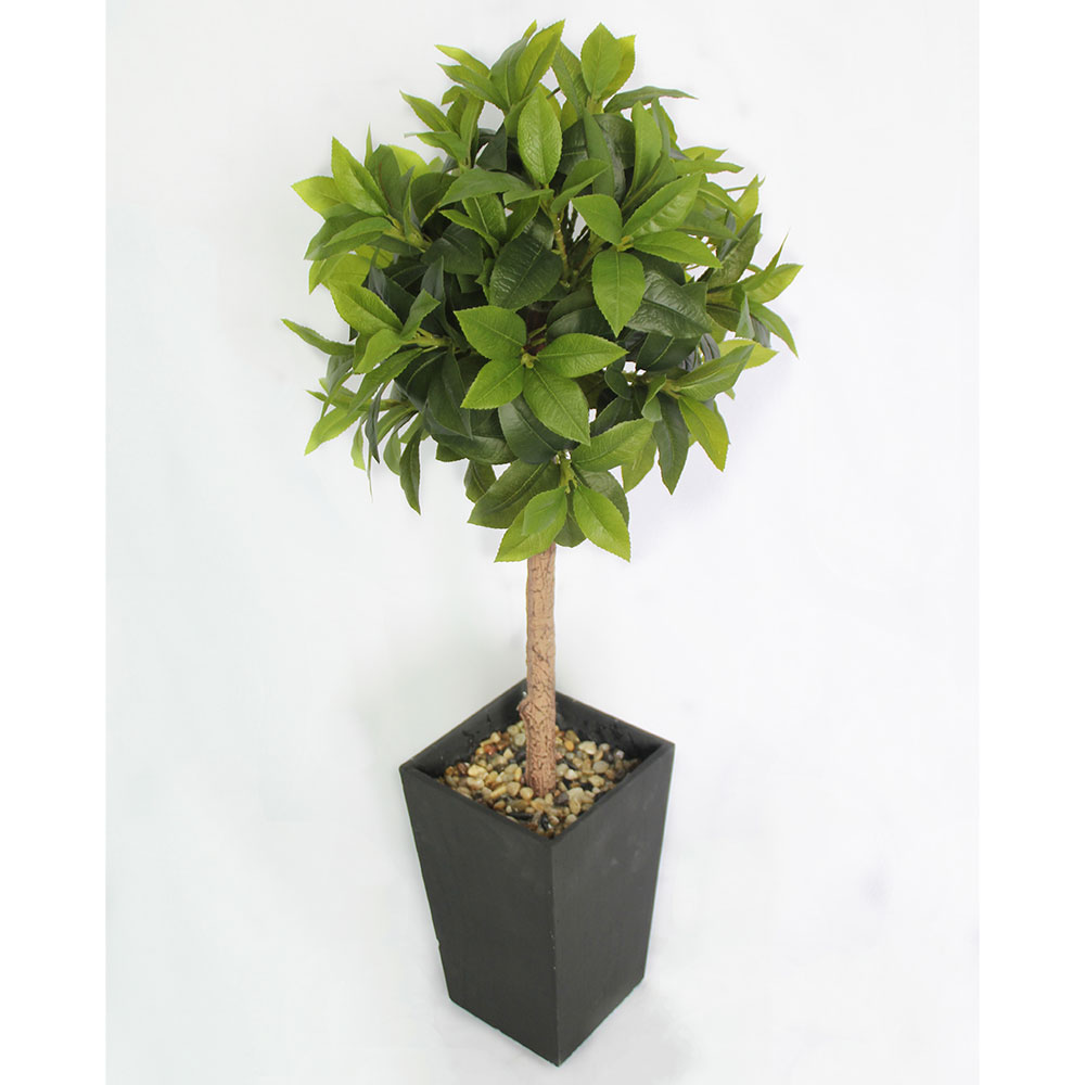 MC2915 Topiary Laurel