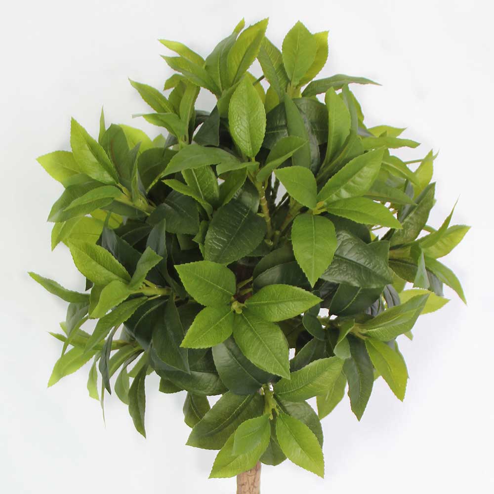 MC2915 Topiary Laurel