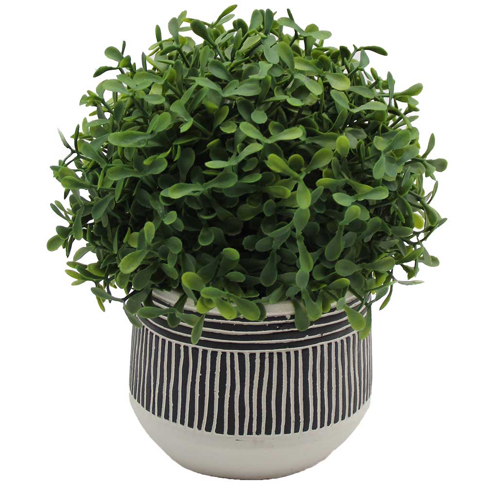 MC3071 Topiary Boxwood