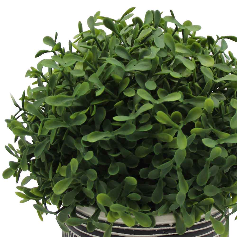 MC3071 Topiary Boxwood