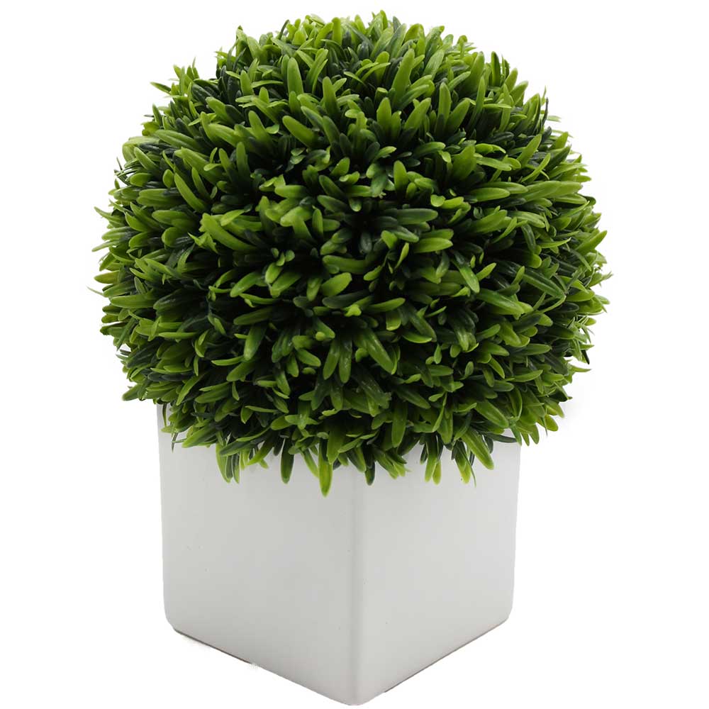 MC3074 Topiary Podocarpus