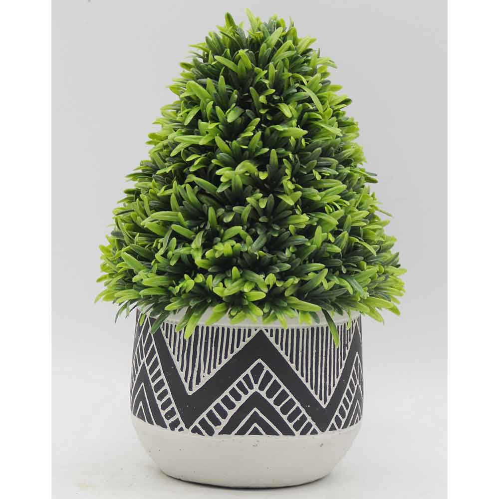 MC3418 Topiary Podocarpus