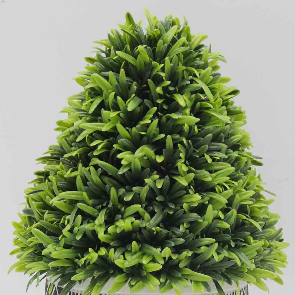 MC3418 Topiary Podocarpus