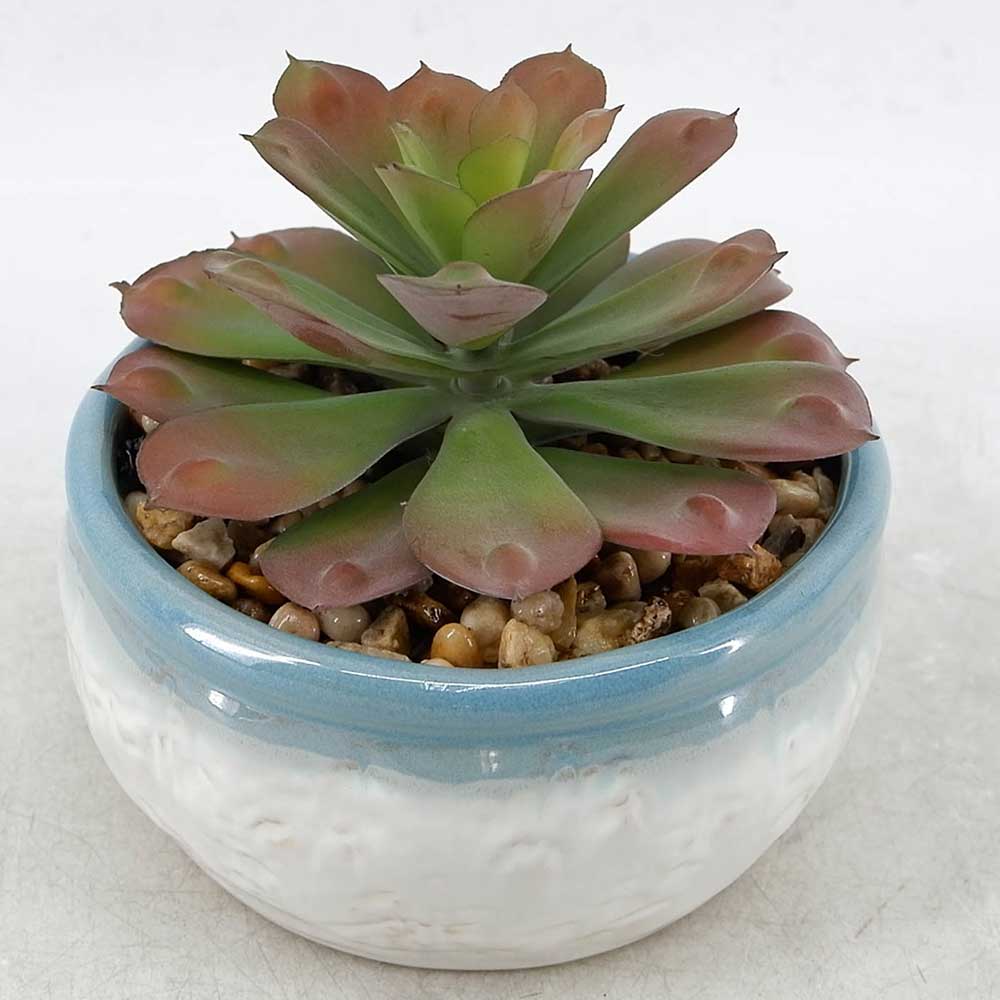 MC21-10645P 5.5＂H Succulent