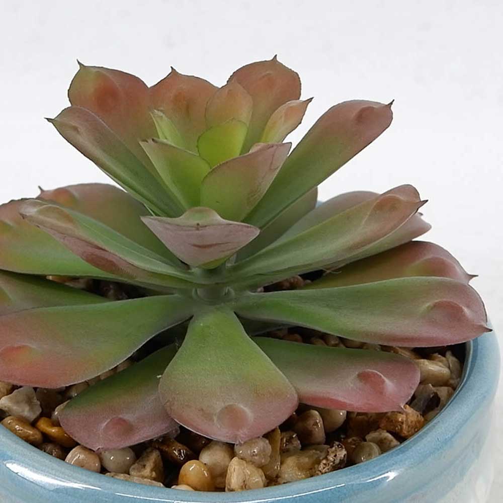 MC21-10645P 5.5＂H Succulent