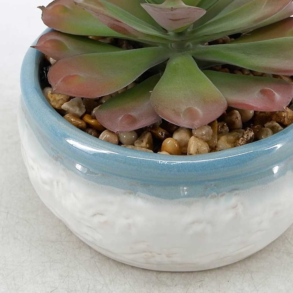 MC21-10645P 5.5＂H Succulent