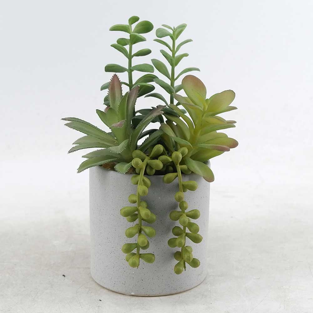 MC21-10817P 8.5＂H Succulent