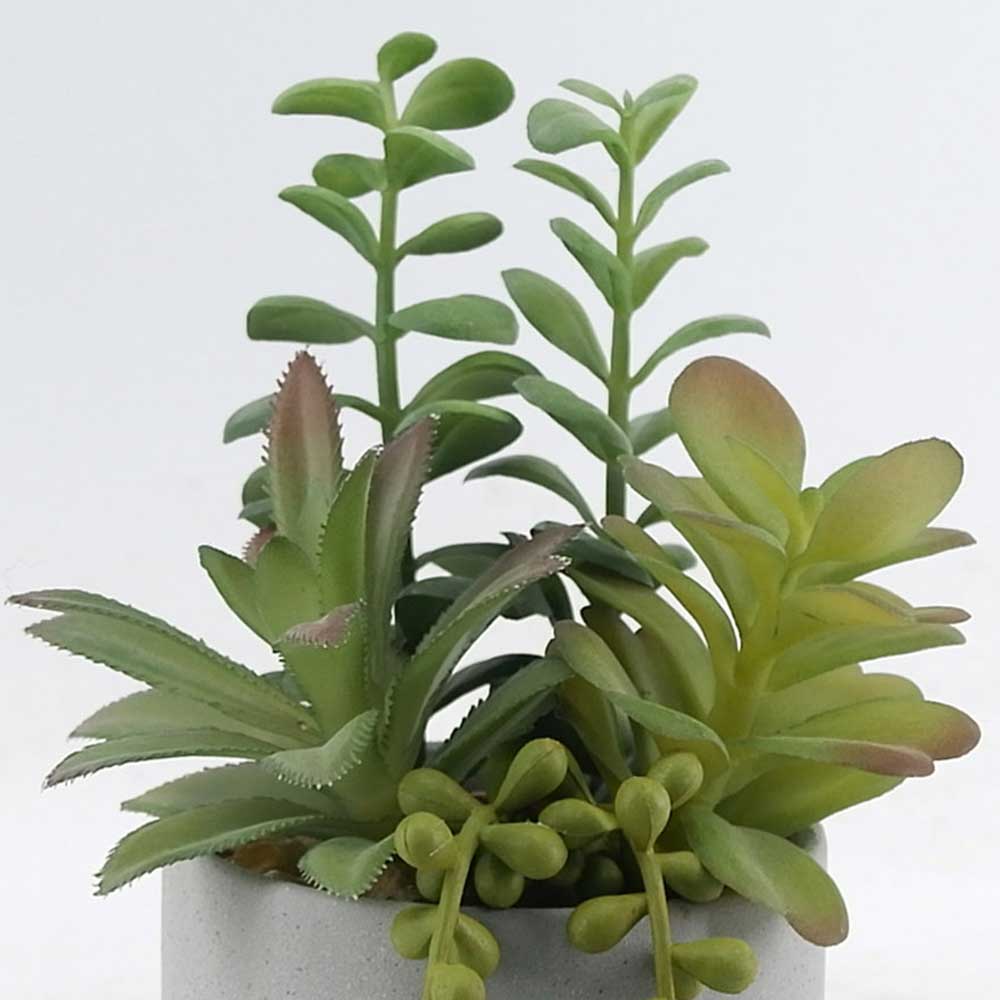 MC21-10817P 8.5＂H Succulent