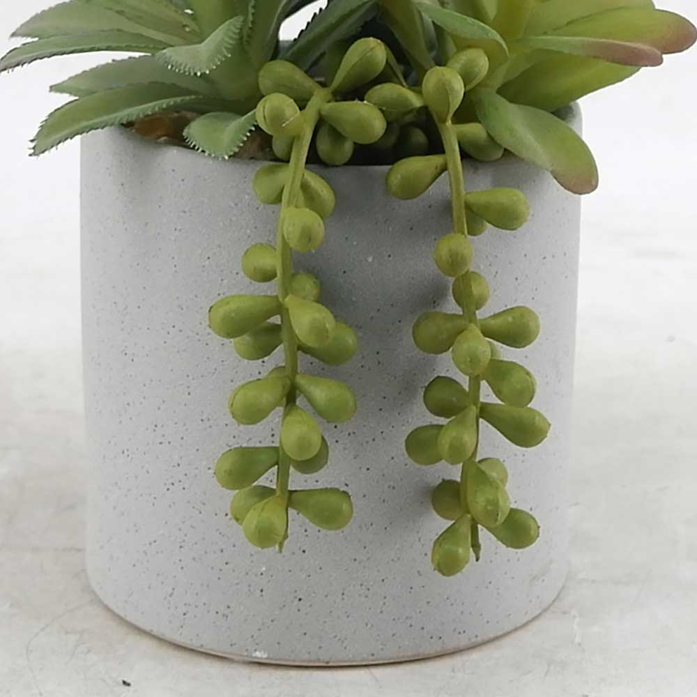 MC21-10817P 8.5＂H Succulent