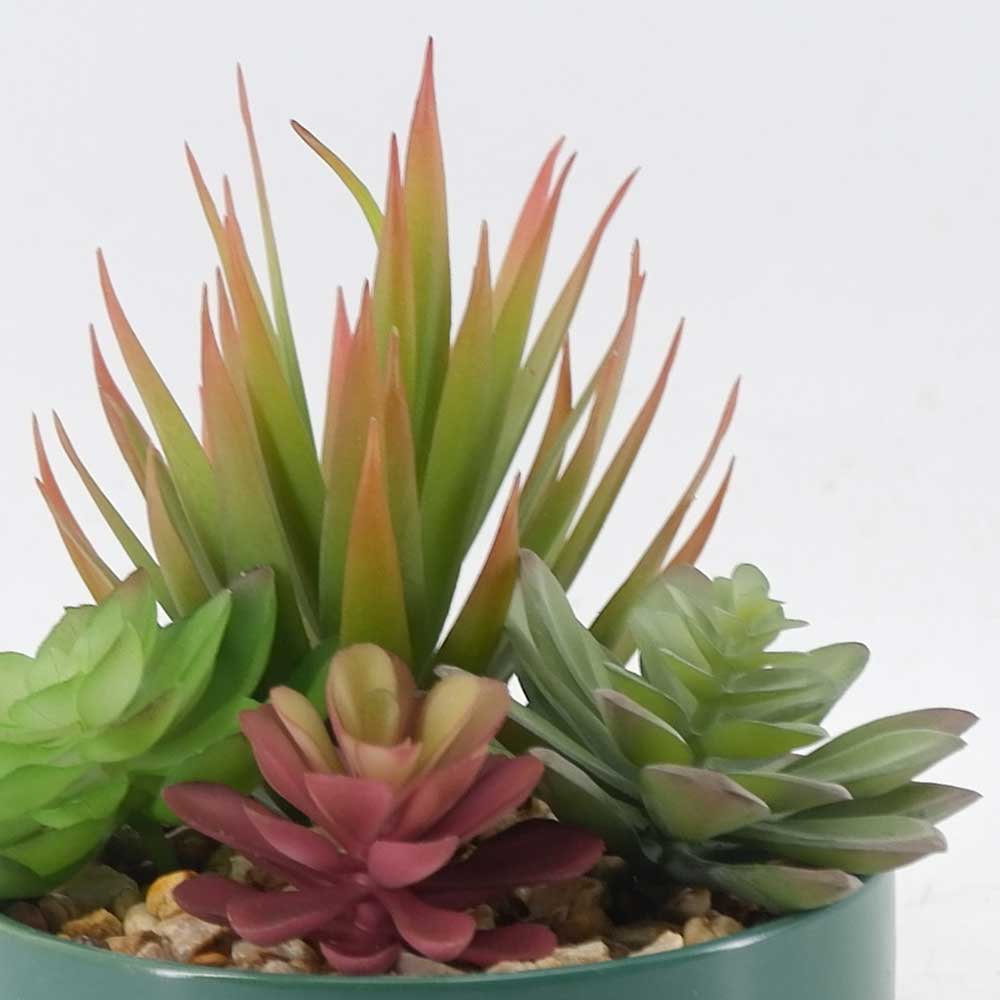 MC21-10934P 8＂H Mixed succulent