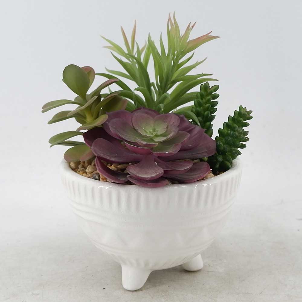 MC21-11005P 8.5＂H Succulent