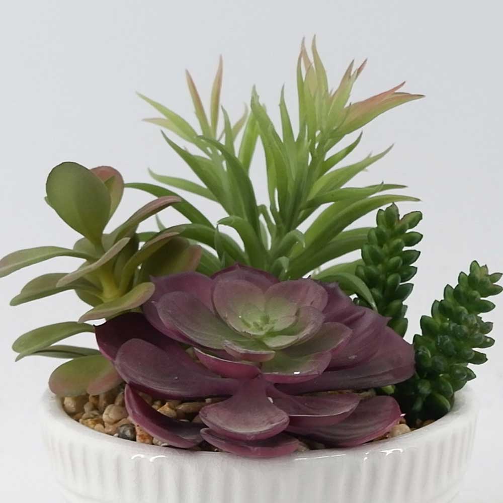 MC21-11005P 8.5＂H Succulent