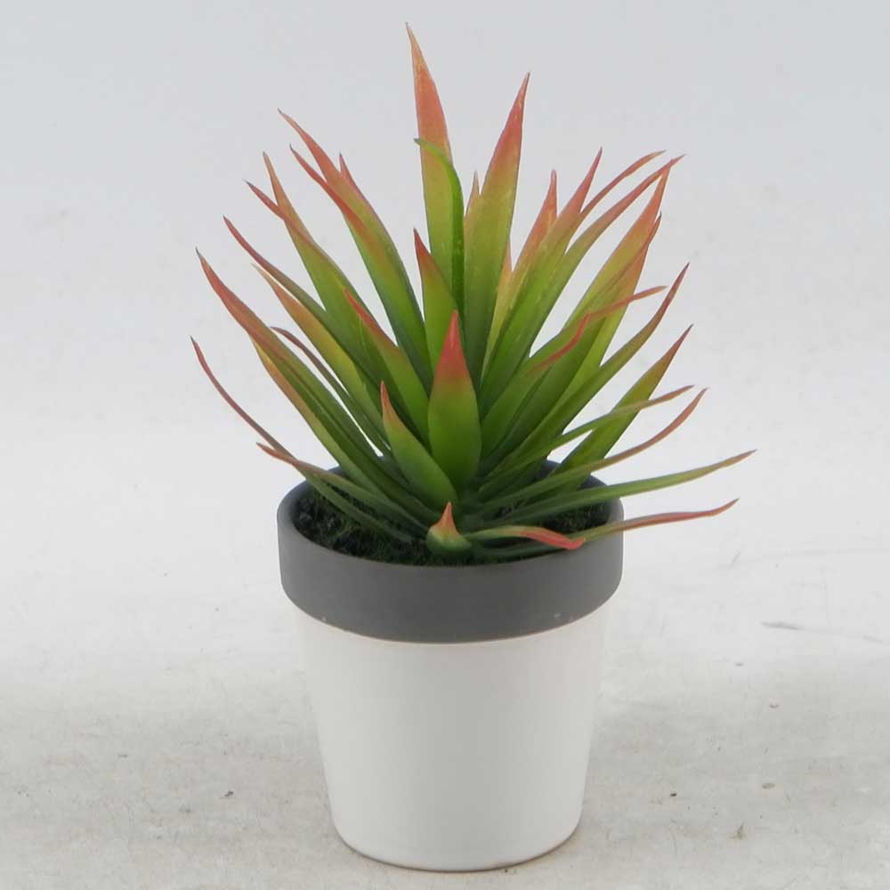 MC21-11046P 8＂H Succulent