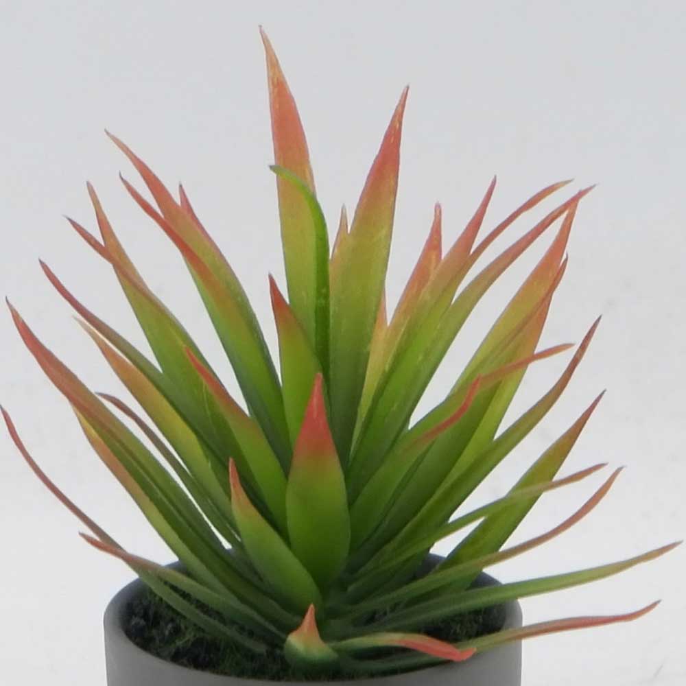 MC21-11046P 8＂H Succulent