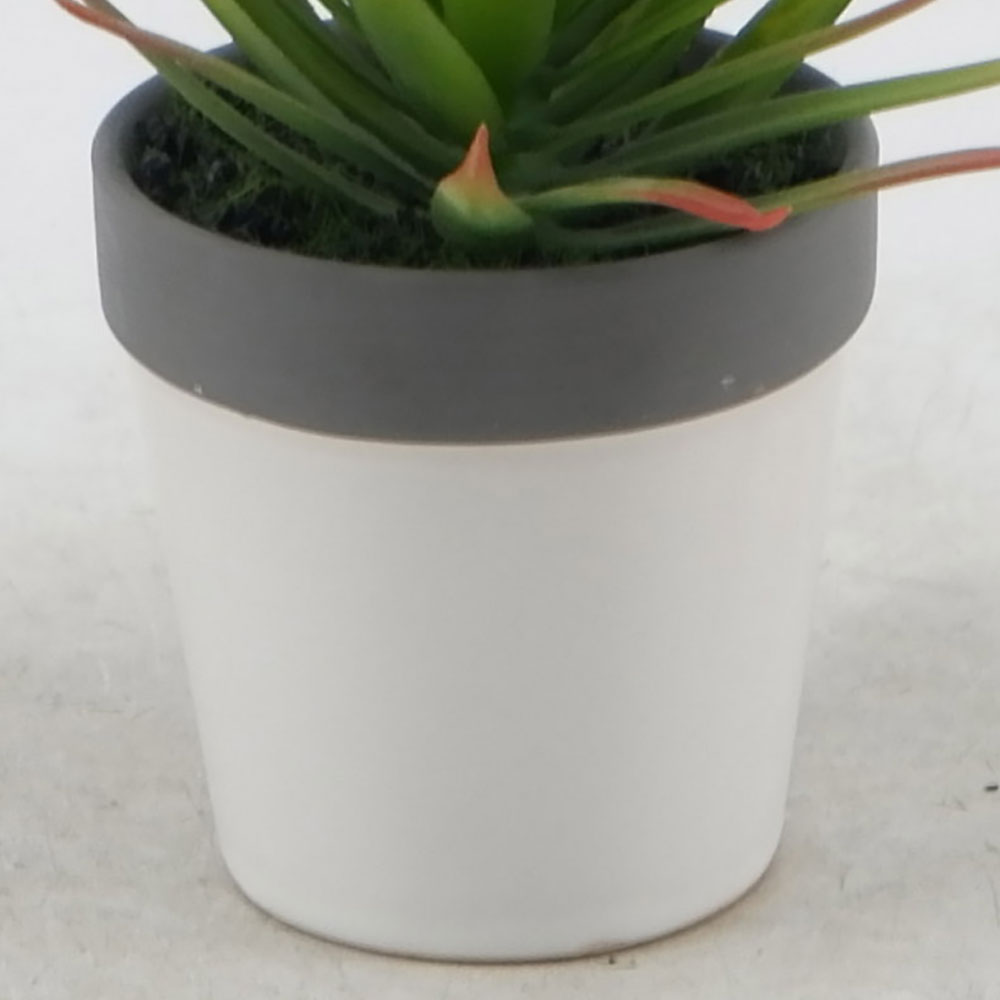 MC21-11046P 8＂H Succulent