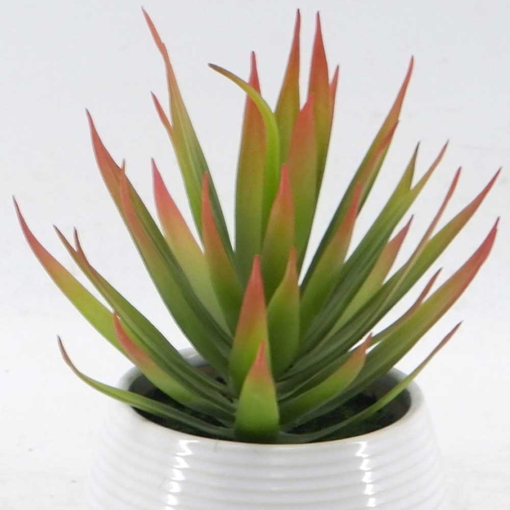 MC21-11049P 7.5＂H Succulent