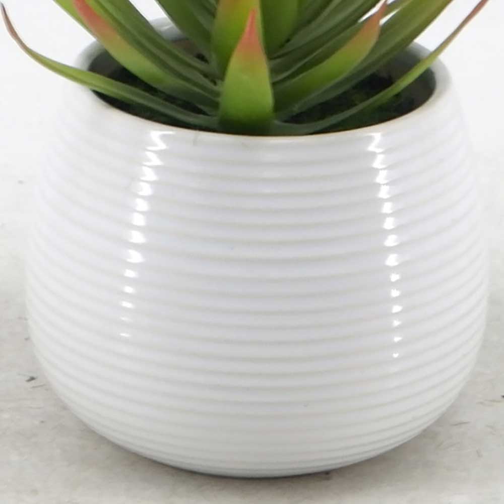 MC21-11049P 7.5＂H Succulent