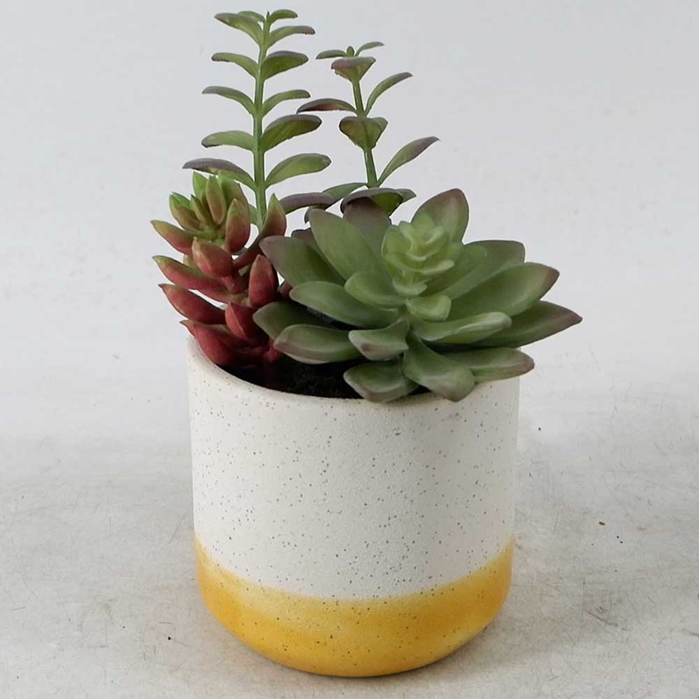 MC21-11571P 7.5＂H Succulent