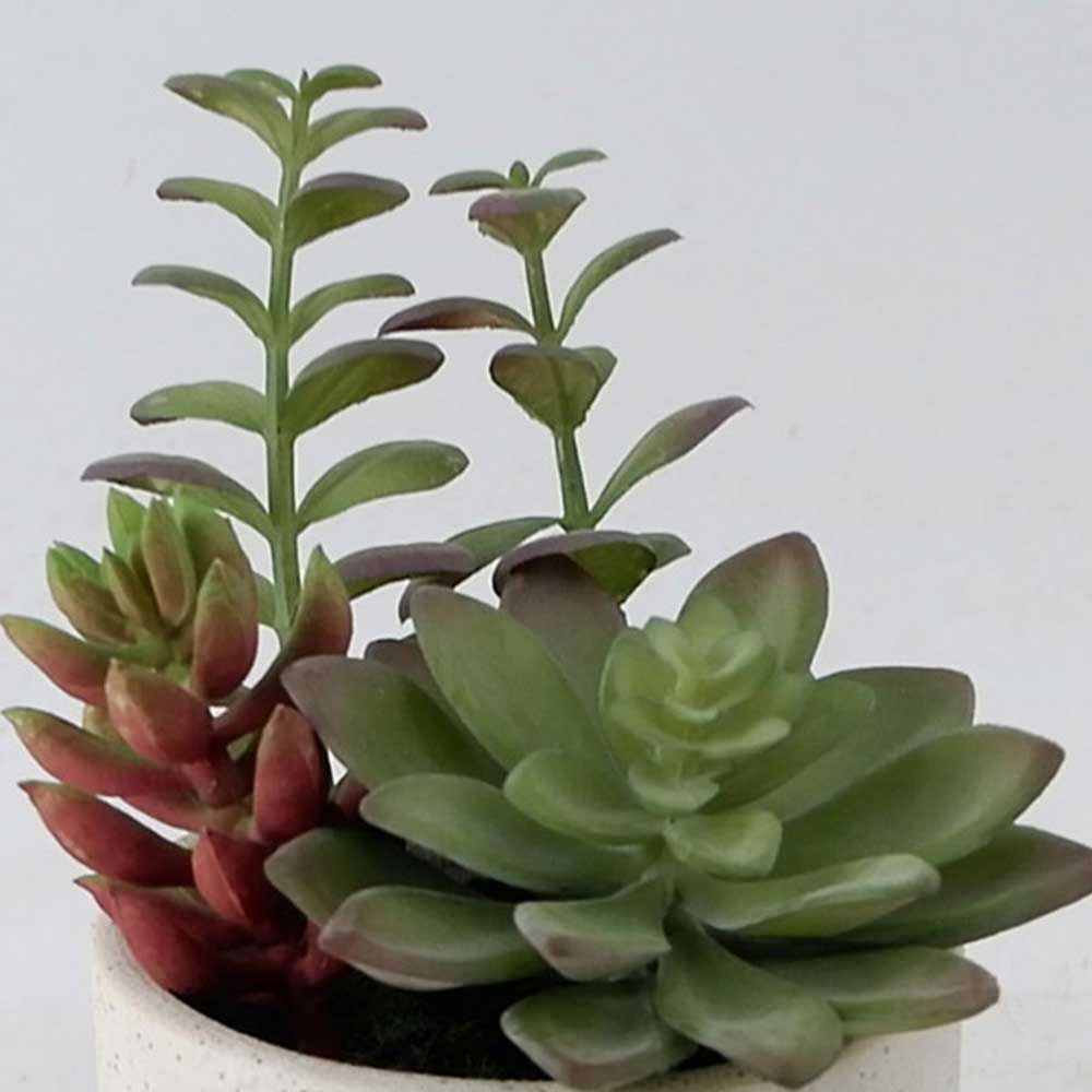 MC21-11571P 7.5＂H Succulent