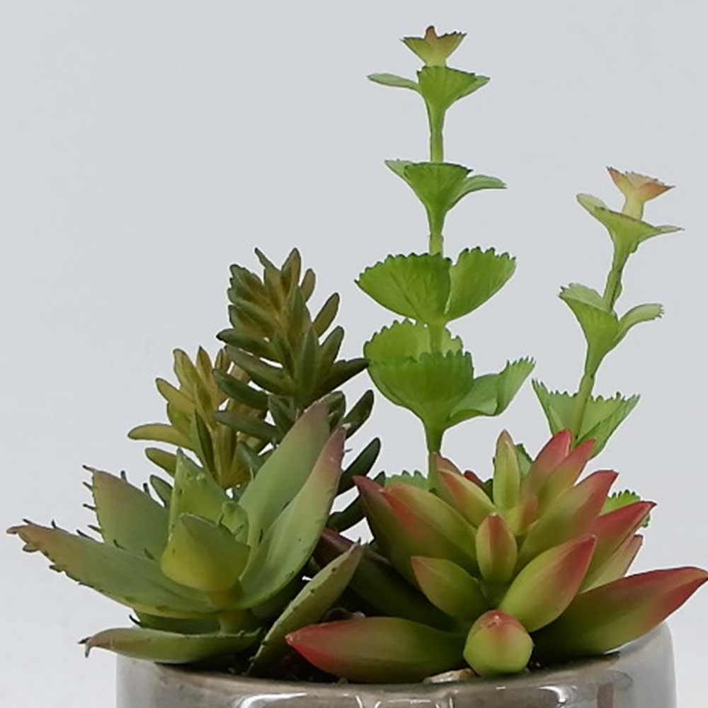 MC22-12229P 8.5＂H Succulent