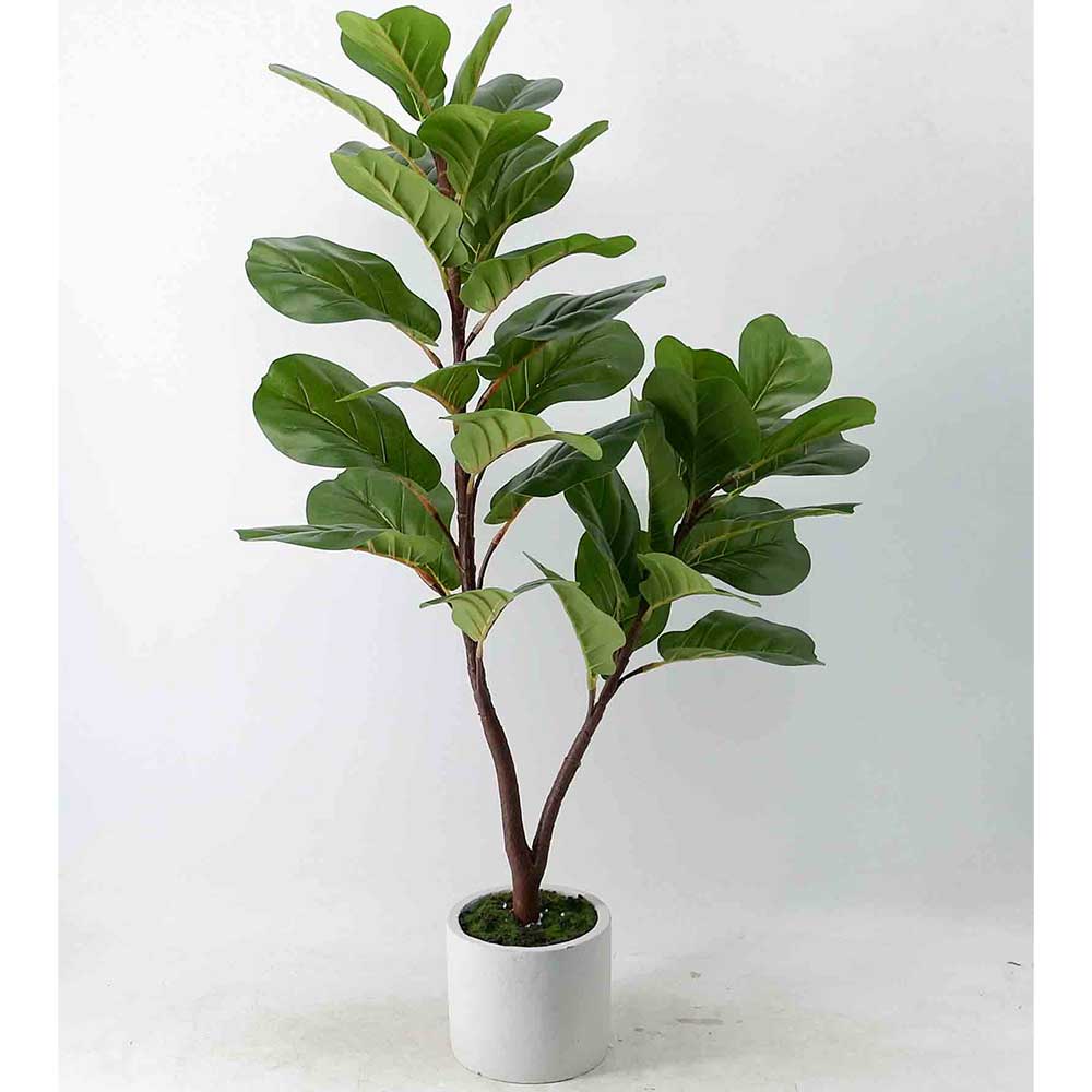 MC20-8807S 37.5＂H Ficus lyrata