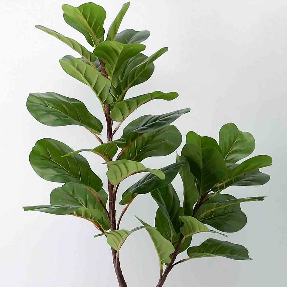 MC20-8807S 37.5＂H Ficus lyrata