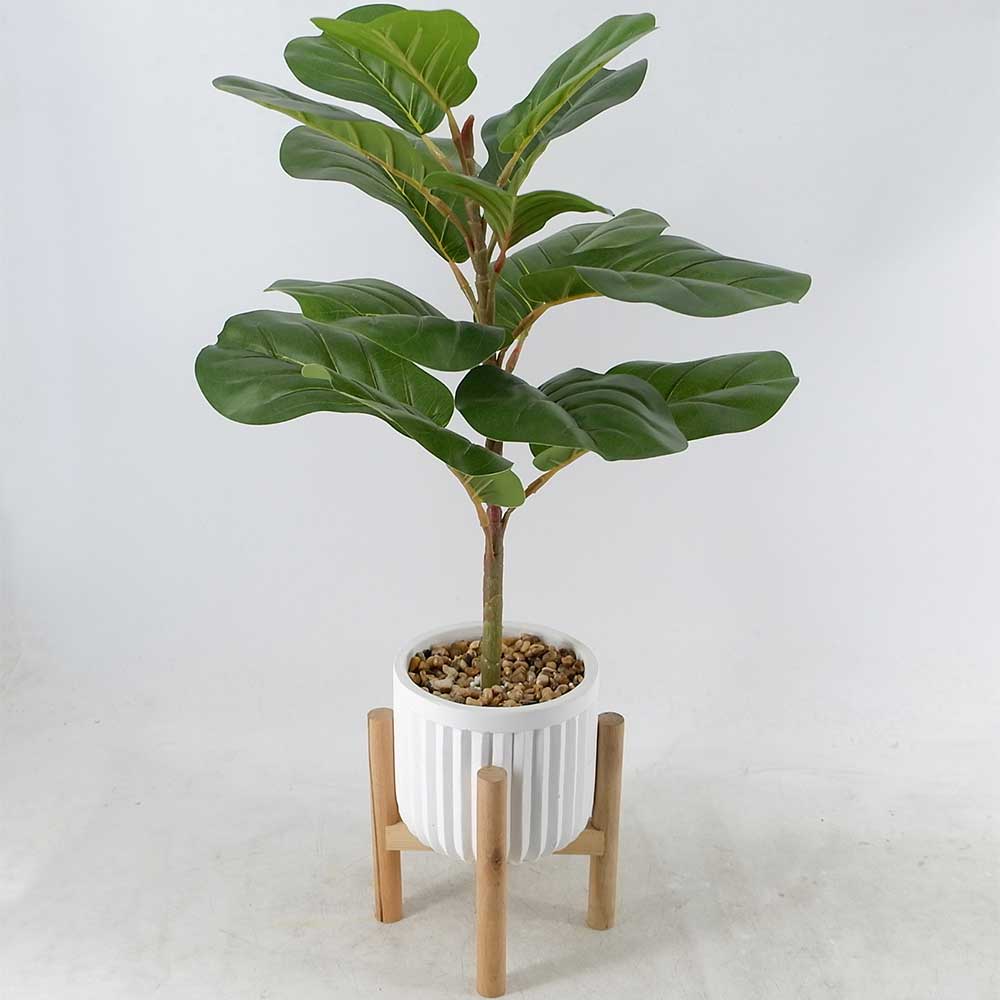 MC20-9300S-M 26＂H Ficus lyrata