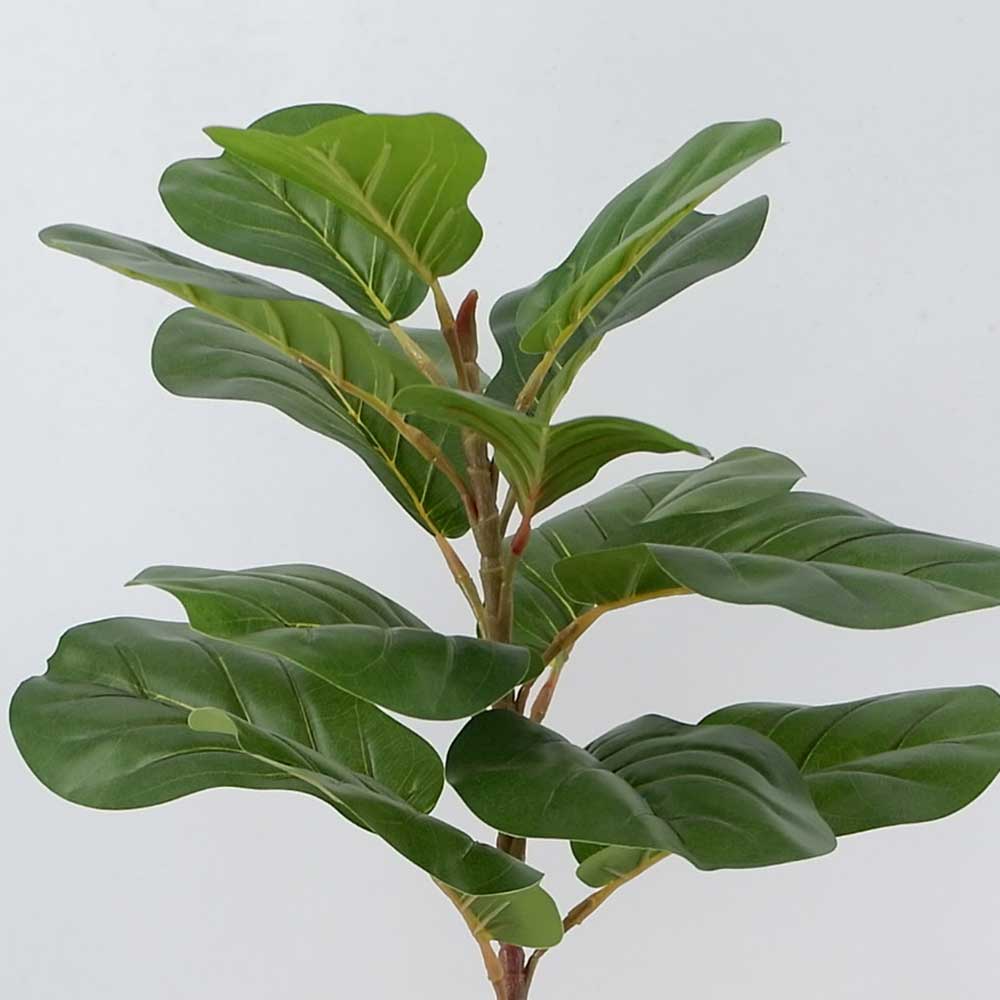 MC20-9300S-M 26＂H Ficus lyrata