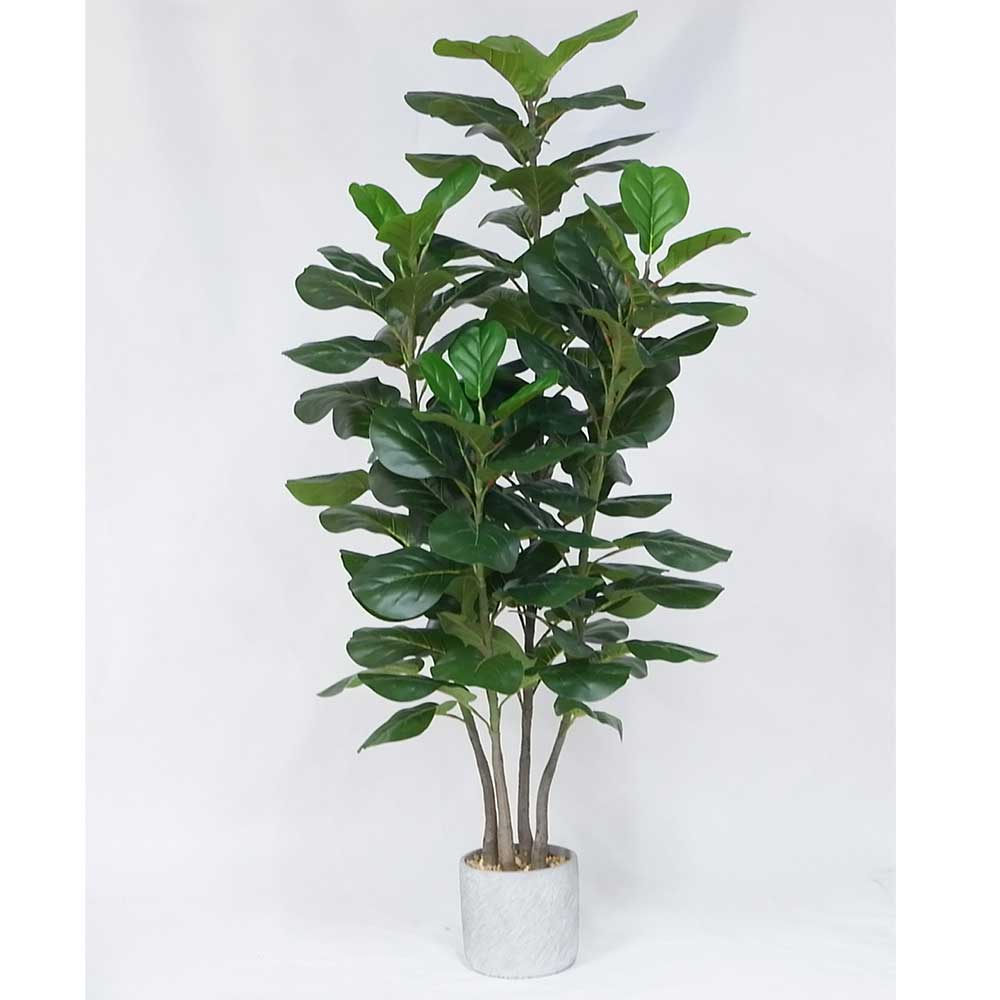 MC20-9688S 57＂H Ficus lyrata