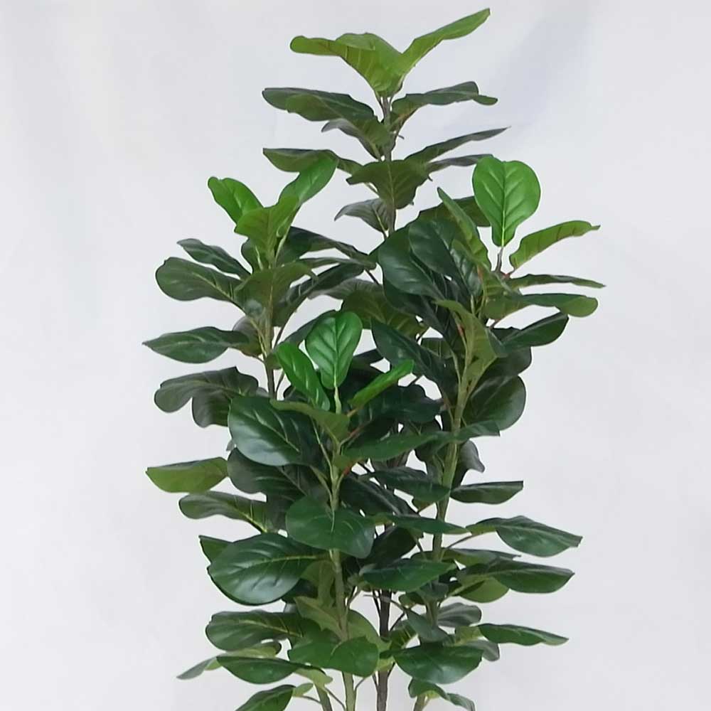 MC20-9688S 57＂H Ficus lyrata