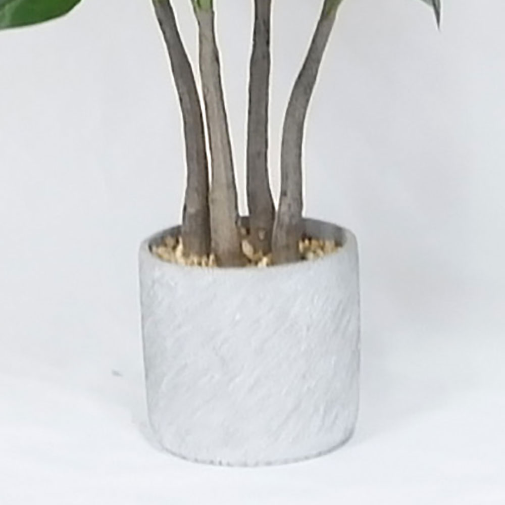 MC20-9688S 57＂H Ficus lyrata