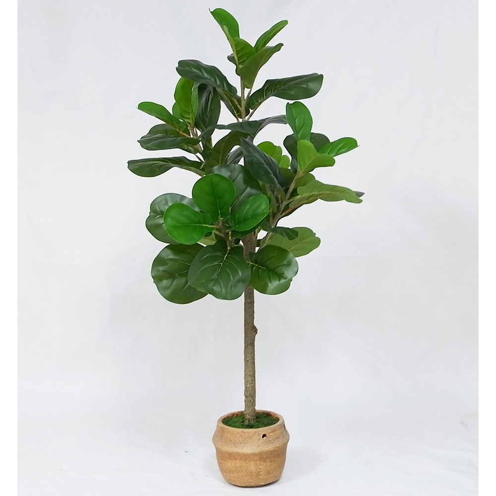 MC20-9689S 41.5＂H Ficus lyrata