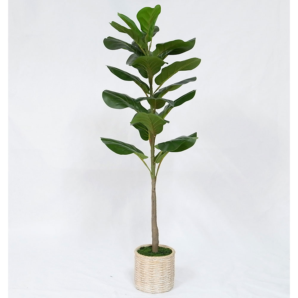 MC20-9690S 39＂H Ficus lyrata