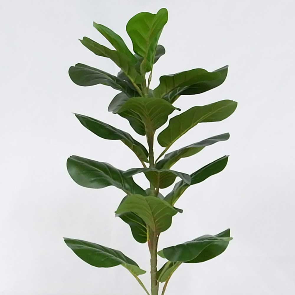 MC20-9690S 39＂H Ficus lyrata