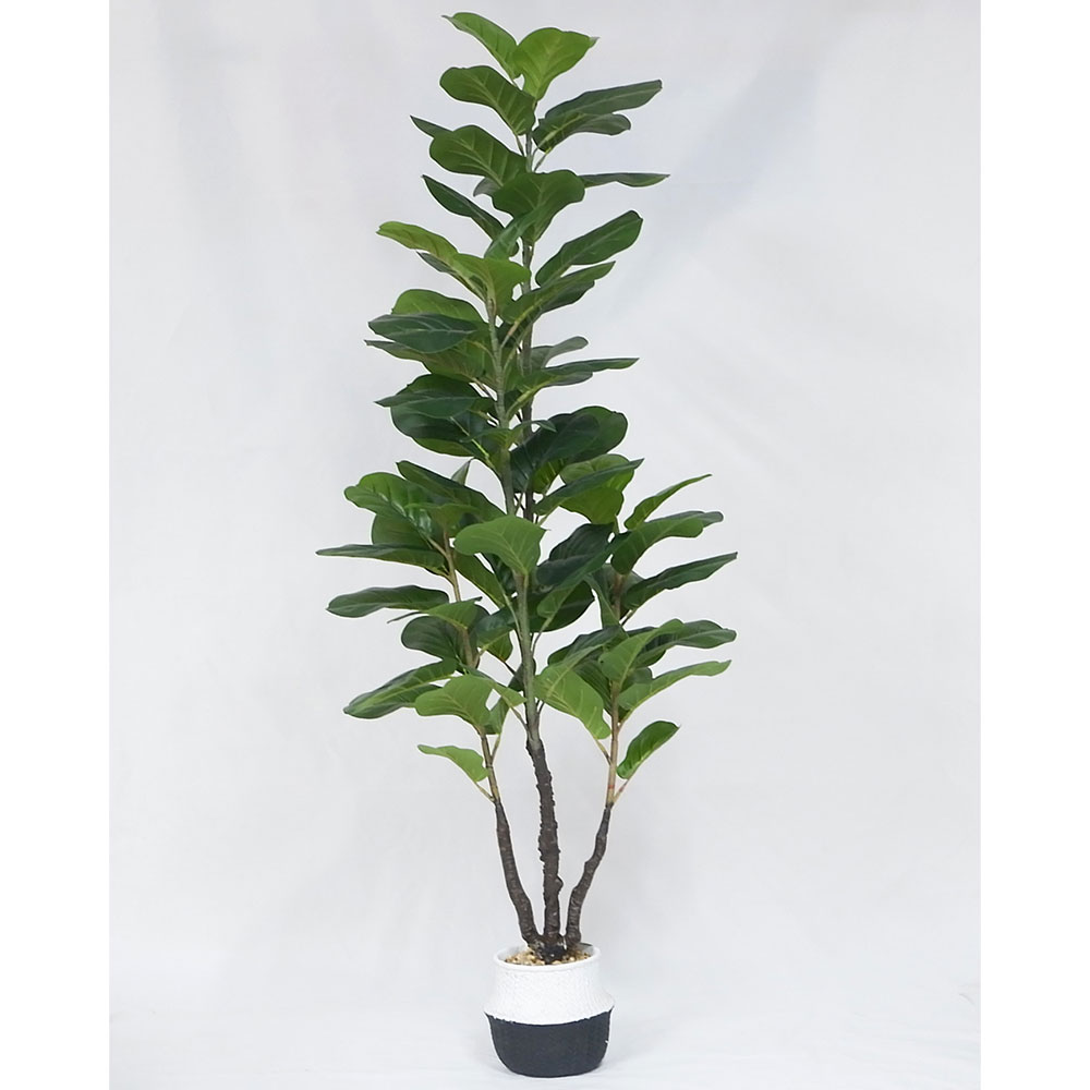 MC20-9692S 59.5＂H Ficus lyrata