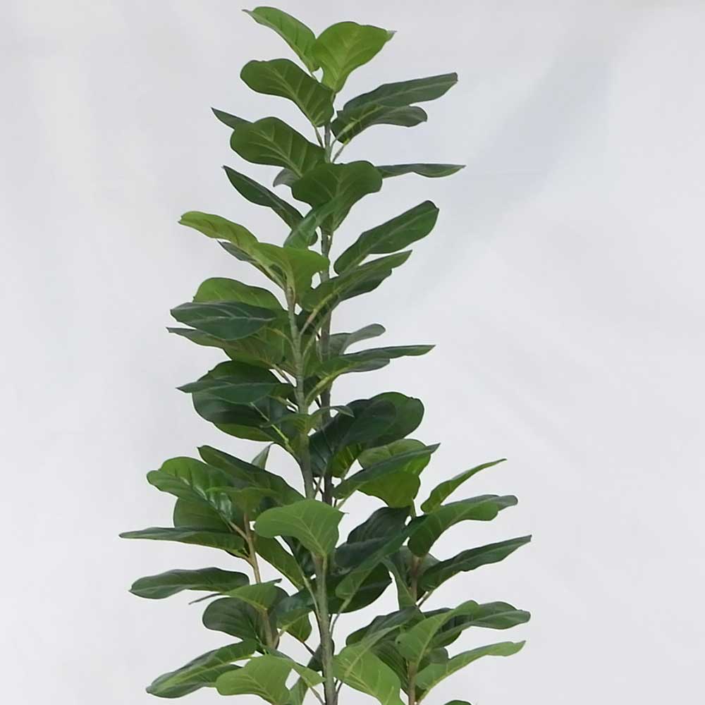 MC20-9692S 59.5＂H Ficus lyrata