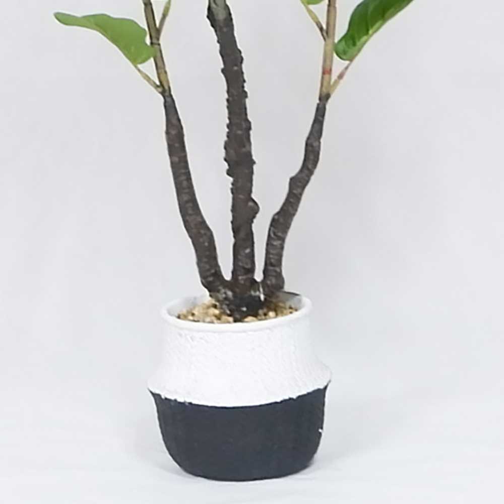 MC20-9692S 59.5＂H Ficus lyrata